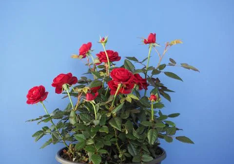 Potted red roses Stock Photos