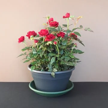 Potted red roses Stock Photos