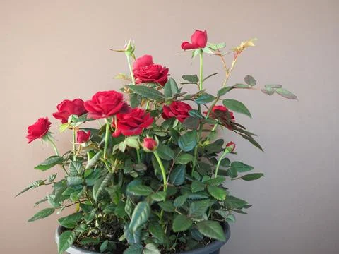 Potted red roses Foto stock
