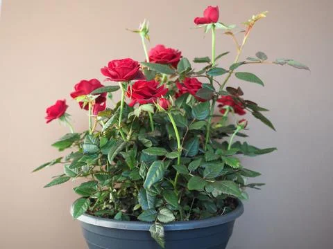 Potted red roses Stock Photos