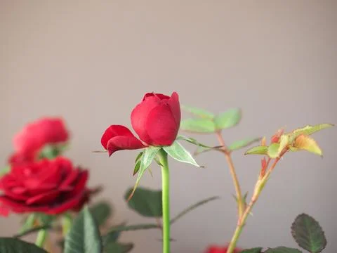 Potted red roses Stock Photos