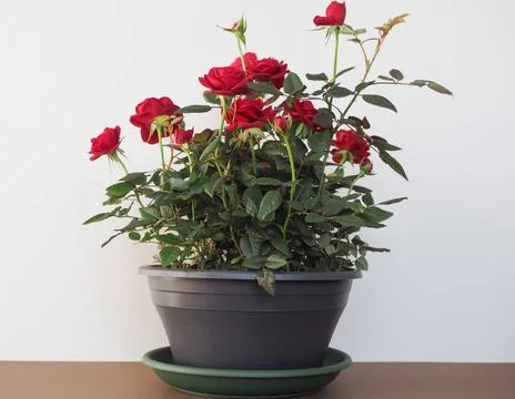 Potted red roses Stock Photos