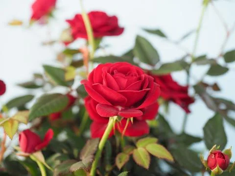 Potted red roses Stock Photos