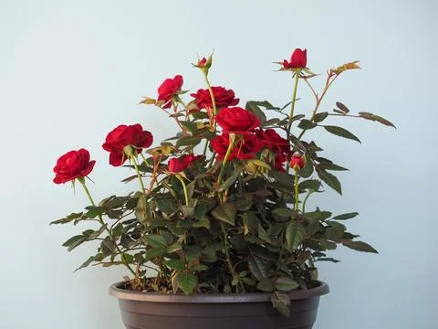Potted red roses Fotos Stock