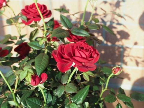Potted red roses Stock Photos