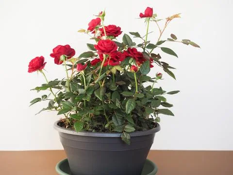 Potted red roses Stock Photos