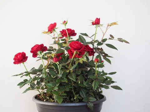 Potted red roses Stock Photos