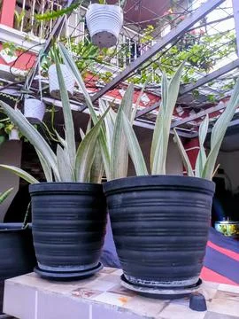 Potted Sansevieria Foto stock