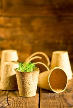 Potted seedlings growing in biodegradable peat moss pots on wooden background Stock Photos