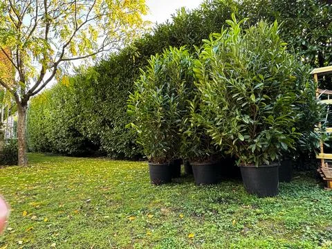 Potted shrubs arranged in a garden setting surrounded by lush greenery on a.. Stock Photos