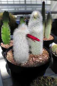 A potted Silver Torch Cactus with a red bloom Stock Photos
