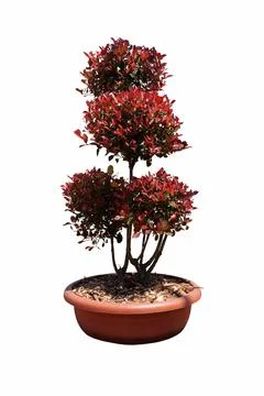 Potted small red robin tree with red leaves, white background cut out Stock Photos