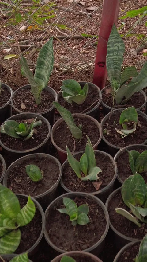 Potted snake plants growing in soil with varied leaf shapes and patterns in Stock Footage 343709990