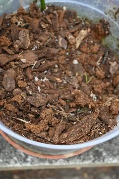 Potted soil with small sprouts 库存照片