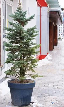 Potted spruce tree standing on a cobblestone street in an urban environment.. Stock Photos