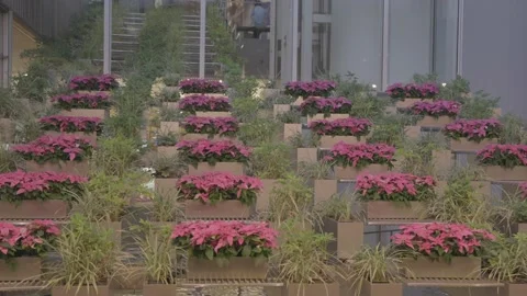 Potted stepped flower display Stock Footage 231440210