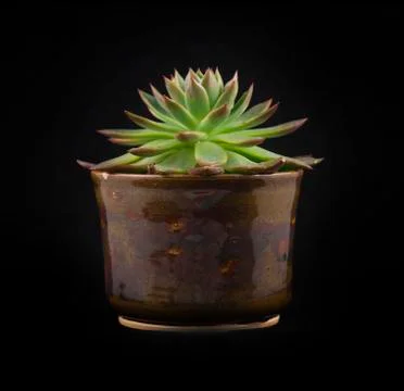 Potted succulent isolated Stock Photos