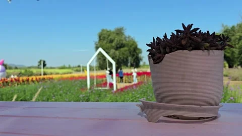 Potted Succulent Over Blurred Flower Field Stock Footage 327014851