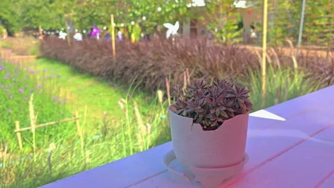 Potted Succulent With Spinning Windmill Stock Footage 327017494