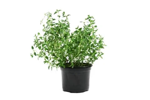 Potted thyme isolated on white background Stock Photos