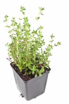 Potted thyme Stock Photos