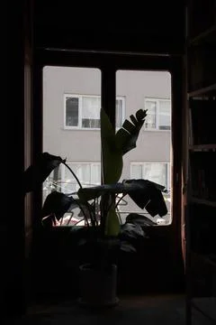 Potted tree in front of the window, dimly dark inside, bright outside Stock Photos