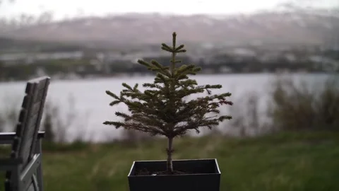 Potted tree, pine tree, nature Stock Footage 137227383