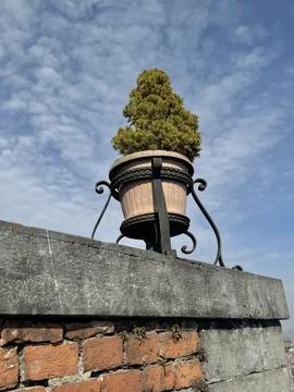 Potted tree on terrace viewpoint overlooking Italian town and mountains. Stock Photos