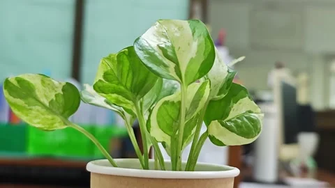 Potted variegated pothos on desk. Stock Footage 339338760