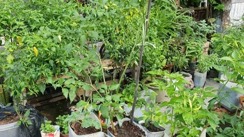 Potted vegetable plants at backyard, home gardening for organic food source Stock Footage 148695400
