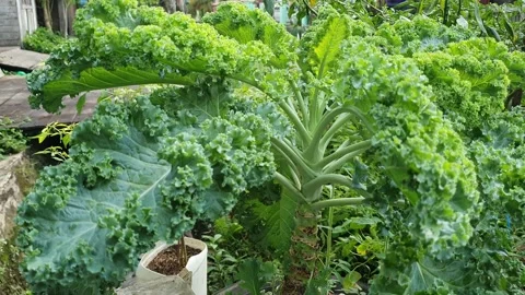 Potted vegetable plants at backyard, home gardening for organic food source Stock Footage 148696625