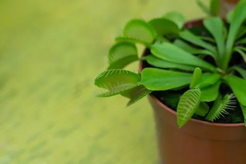 Potted venus flytrap (Dionaea muscipula) carnivorous plant closeup Foto stock