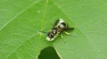 Potter Wasp (Ancistrocerus adiabatus) with Moth Larva 1 HD Footage