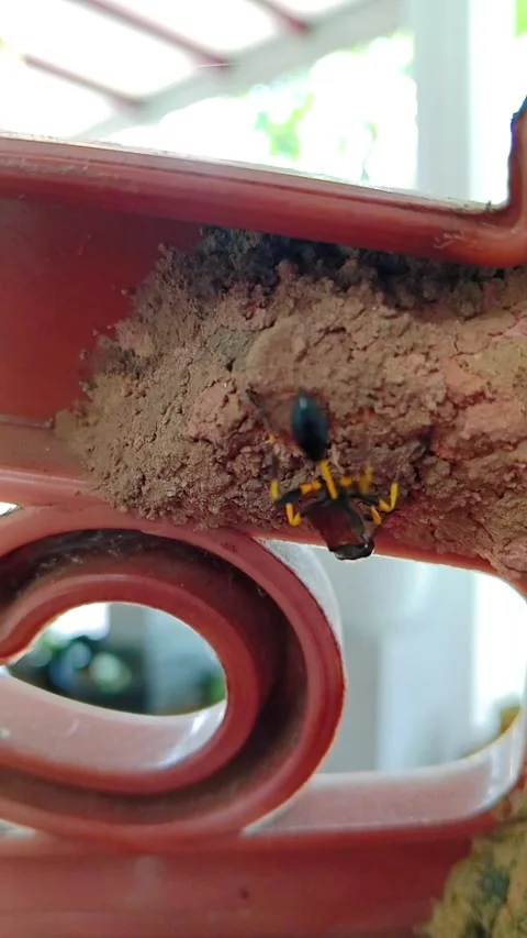 Potter wasp building its mud nest outdoors Stock Footage 346745934