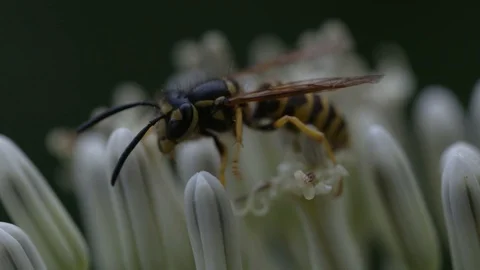 Potter Wasp close up Stock Footage 110739179