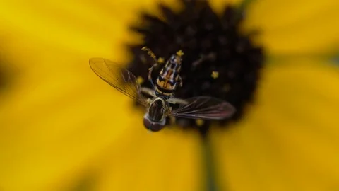 Potter Wasp on Flower Stock Footage 110739173
