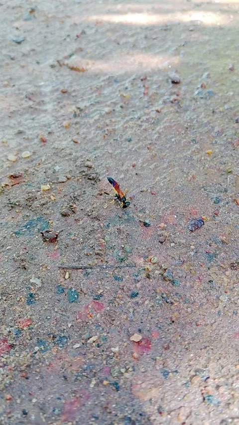 Potter wasp gathering mud from the ground for nest construction Stock-Footage 346745940