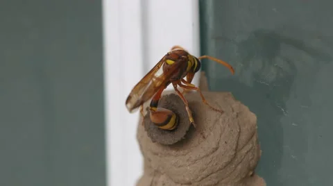 Potter wasp laying egg into the hive Stock Footage 64072733