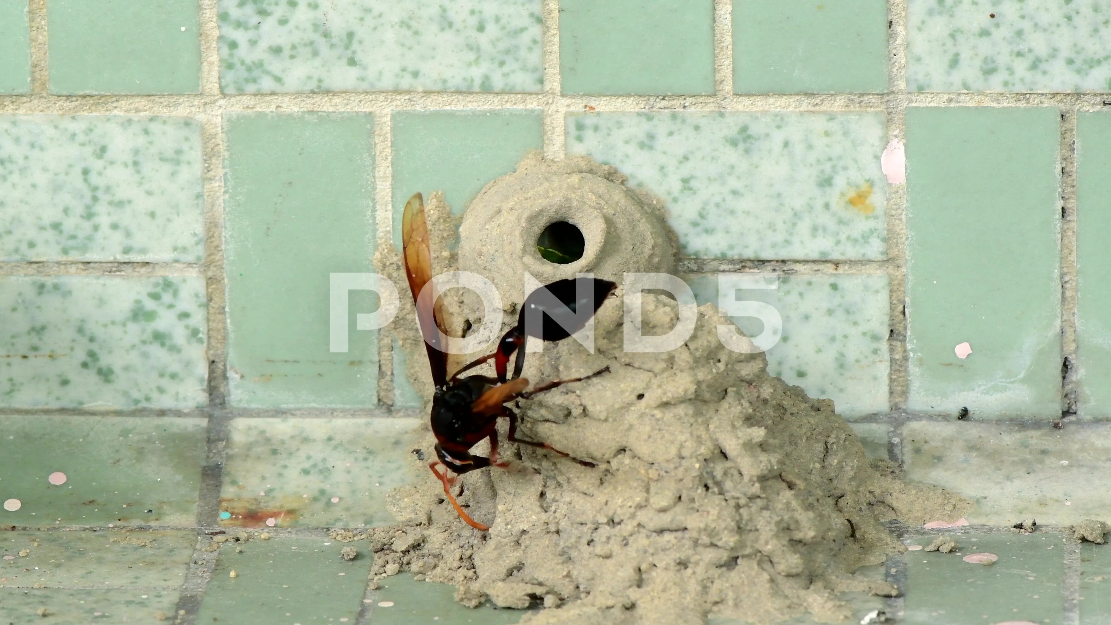 potter wasp nest