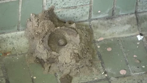 Potter Wasp mud nest sequence 1 Stock Footage 166197167