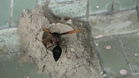 Potter Wasp mud nest sequence 2 Stock Footage 166197208