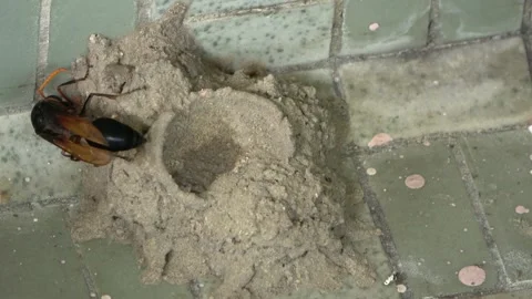 Potter Wasp mud nest sequence 6 Stock Footage 166197273