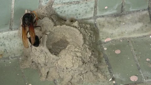 Potter Wasp mud nest sequence 4 Stock Footage 166197318