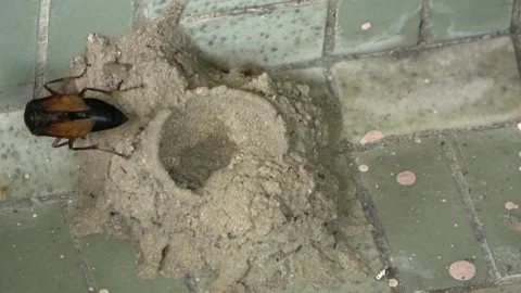 Potter Wasp mud nest sequence 5 Stock Footage 166197399