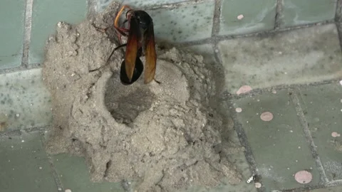 Potter Wasp mud nest sequence 3 Stock Footage 166197456