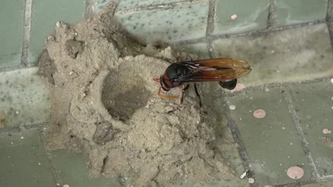 Potter Wasp mud nest sequence 7 Stock Footage 166197479