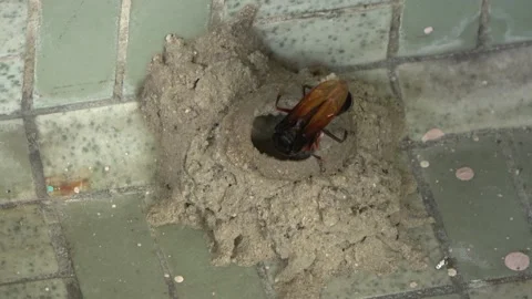 Potter Wasp mud nest sequence 8 Stock Footage 166197529