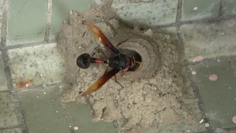 Potter Wasp mud nest sequence 9 Stock Footage 166197884