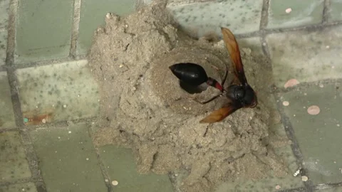 Potter Wasp mud nest sequence 11 Stock Footage 166198147
