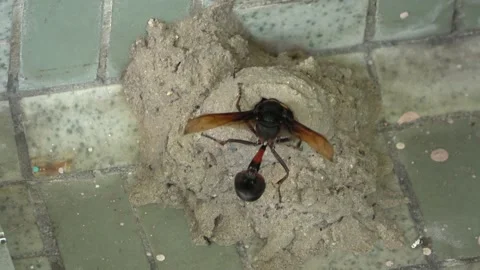 Potter Wasp mud nest sequence 13 Stock Footage 166198288